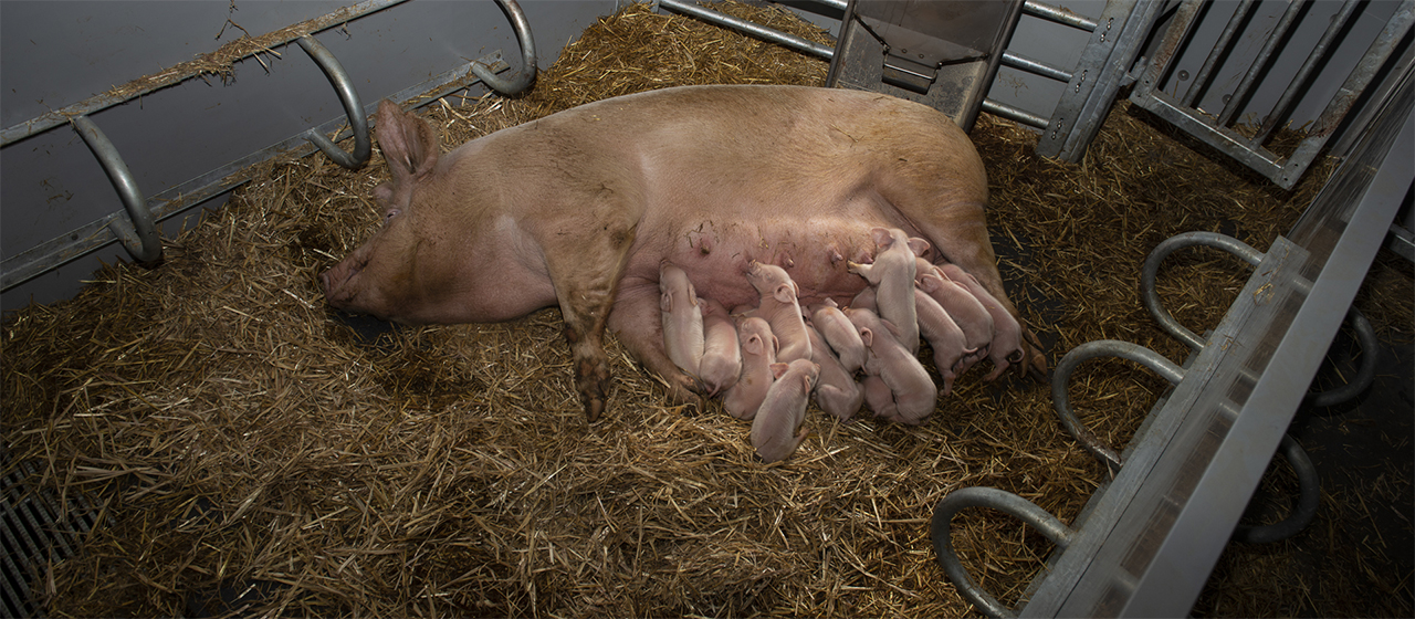 KZB-Familienfütterung im Bio-Stall